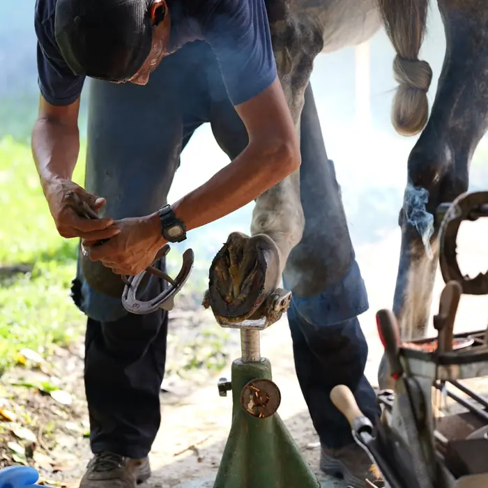 Farrier fitting a shoe