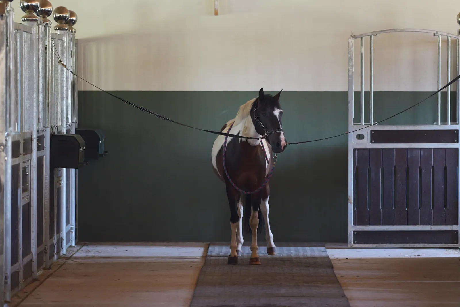 A paint horse standing in the bright aisle of the L'Écurie barn in Southwest Ranches, Florida